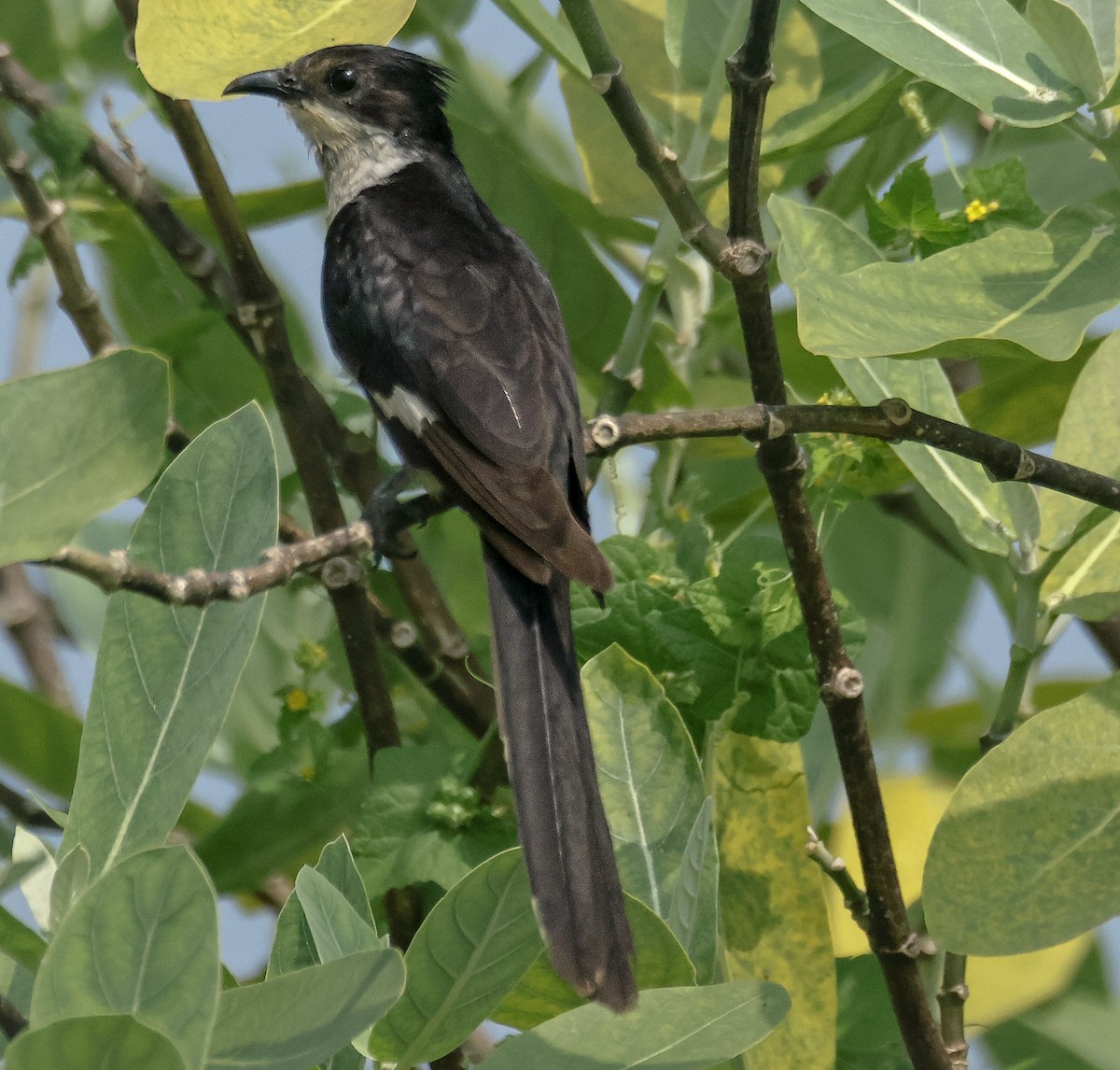 Pied Cuckoo - ML624022342