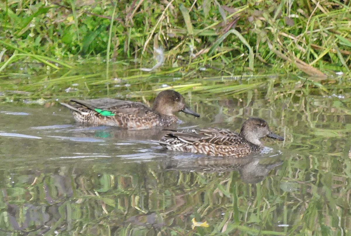 Green-winged Teal - ML624022356