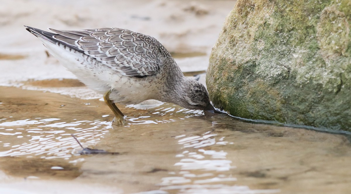 Red Knot - David Santamaría Urbano