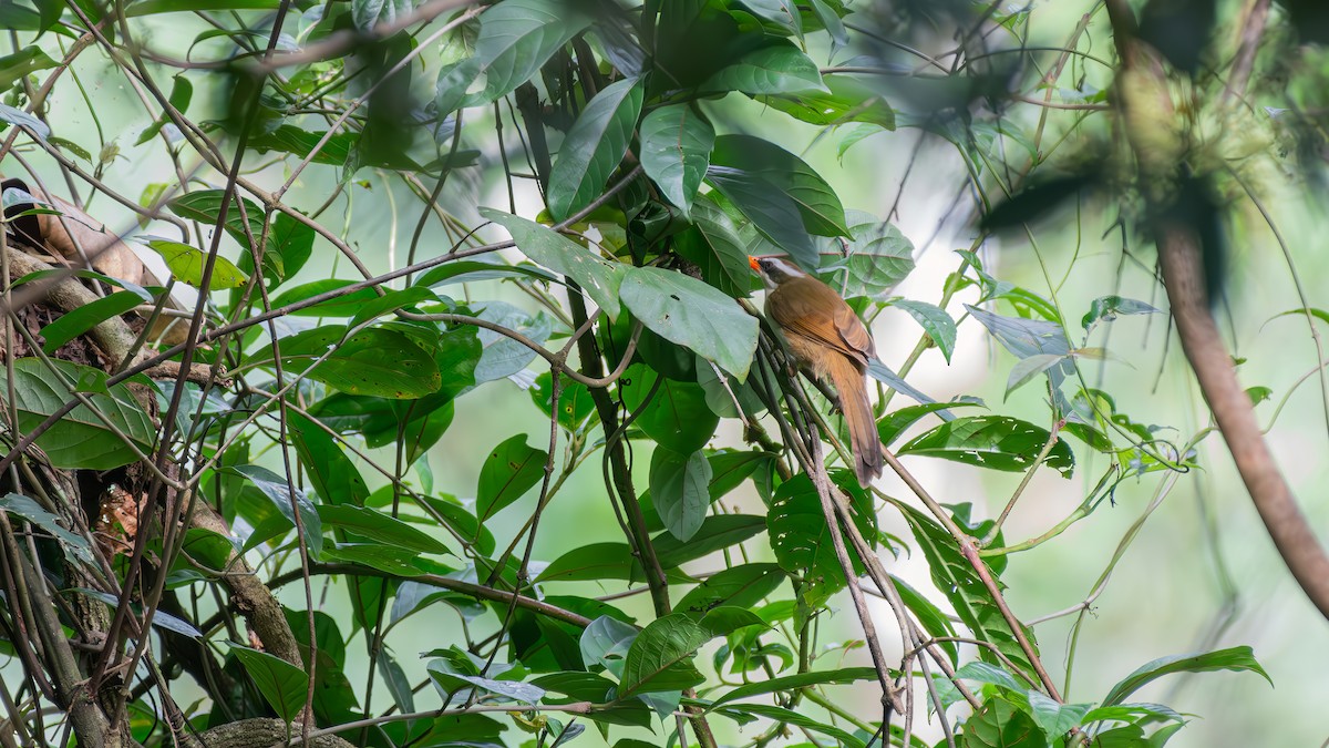 Red-billed Scimitar-Babbler - ML624022369