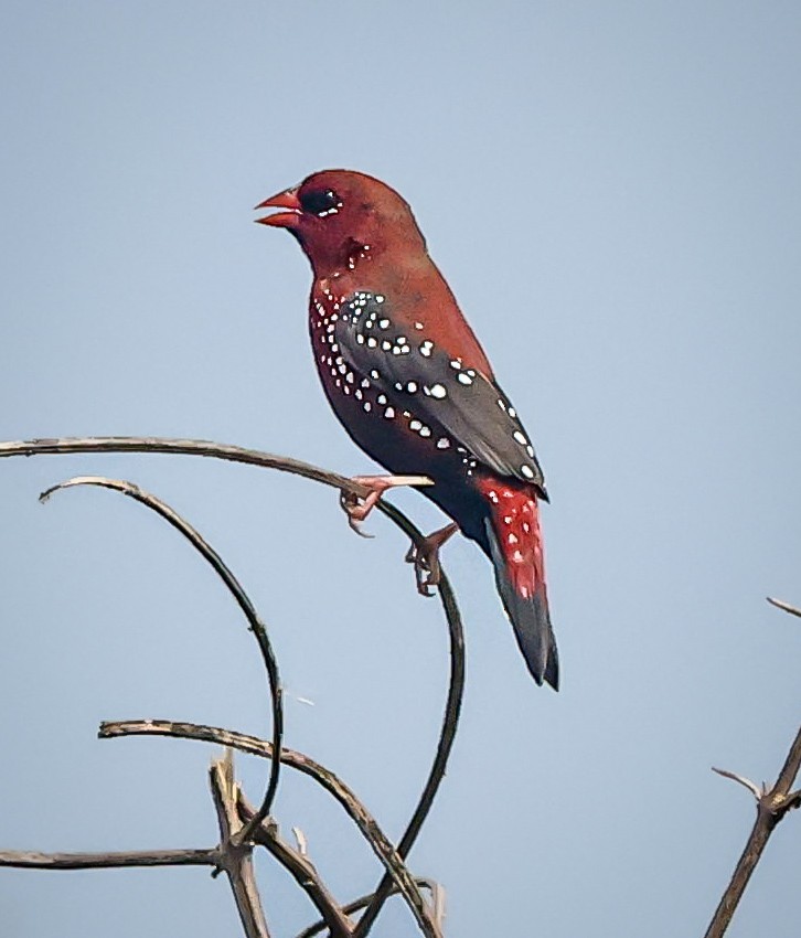 Red Avadavat - ML624022381