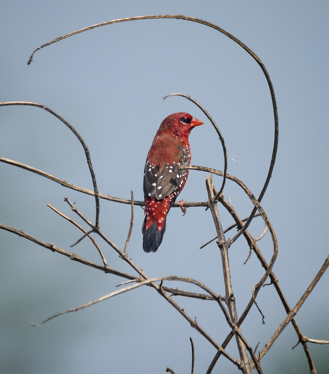 Red Avadavat - ML624022382