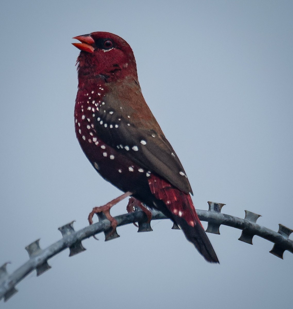 Bengalí Rojo - ML624022383