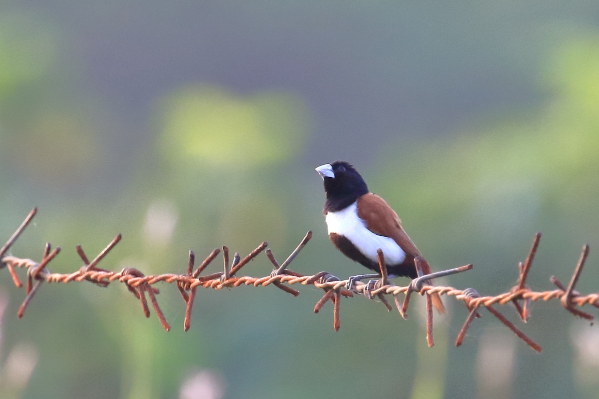 Tricolored Munia - ML624022397