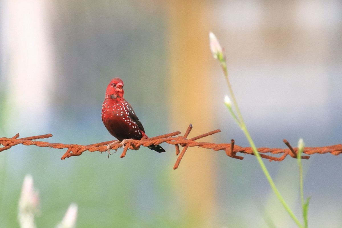 Bengalí Rojo - ML624022403