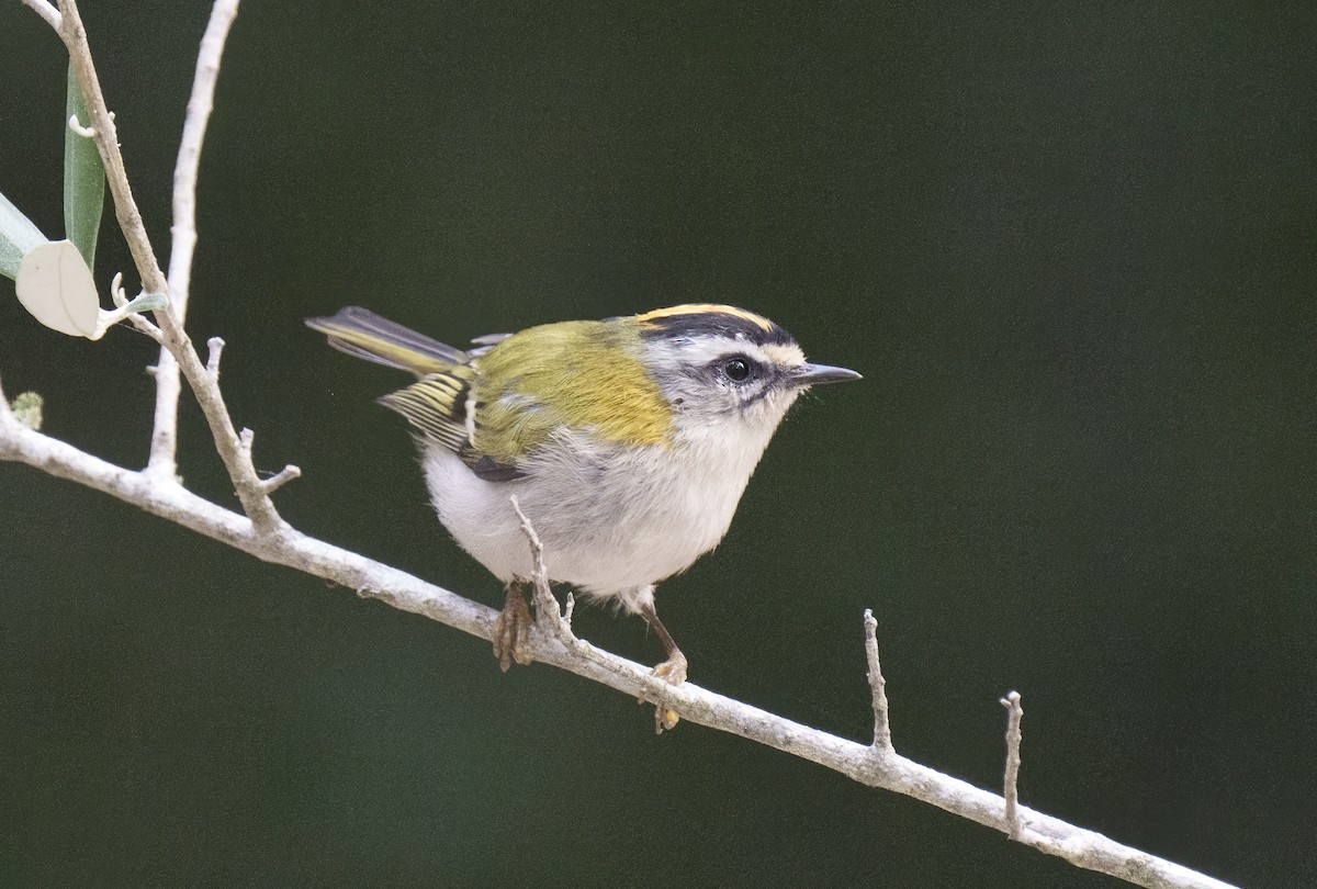 Common Firecrest - ML624022415