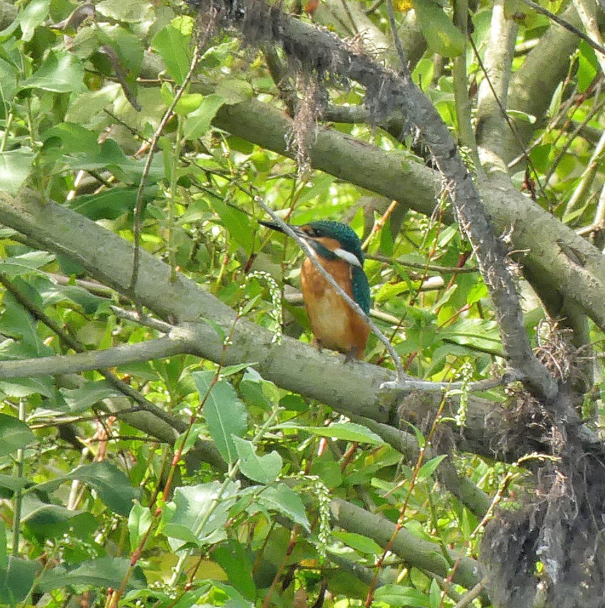 Common Kingfisher - ML624022416