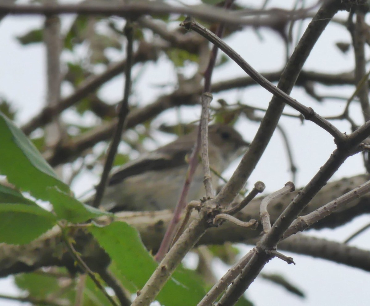 European Pied Flycatcher - Daniele Prunotto