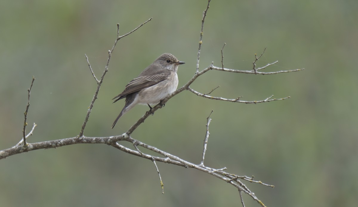 Spotted Flycatcher - ML624022437