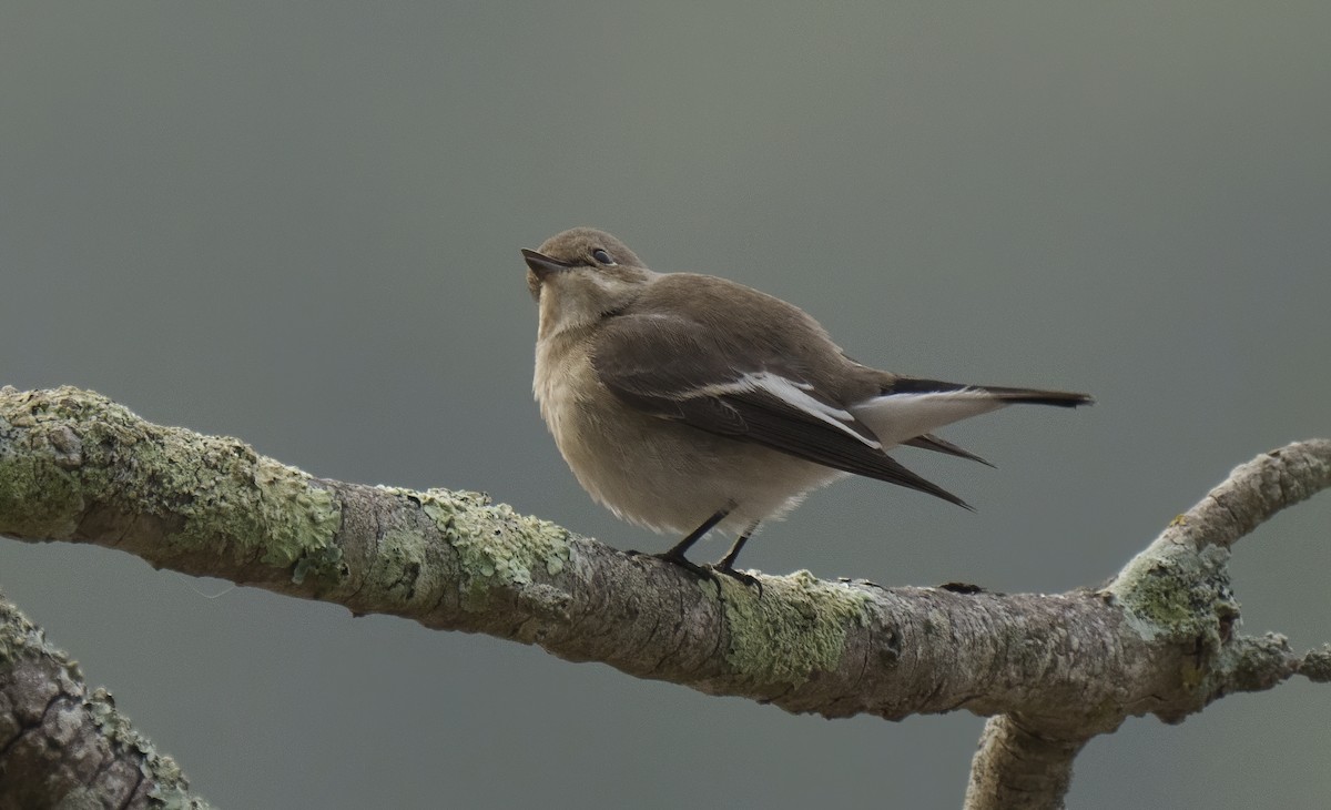 European Pied Flycatcher - ML624022438