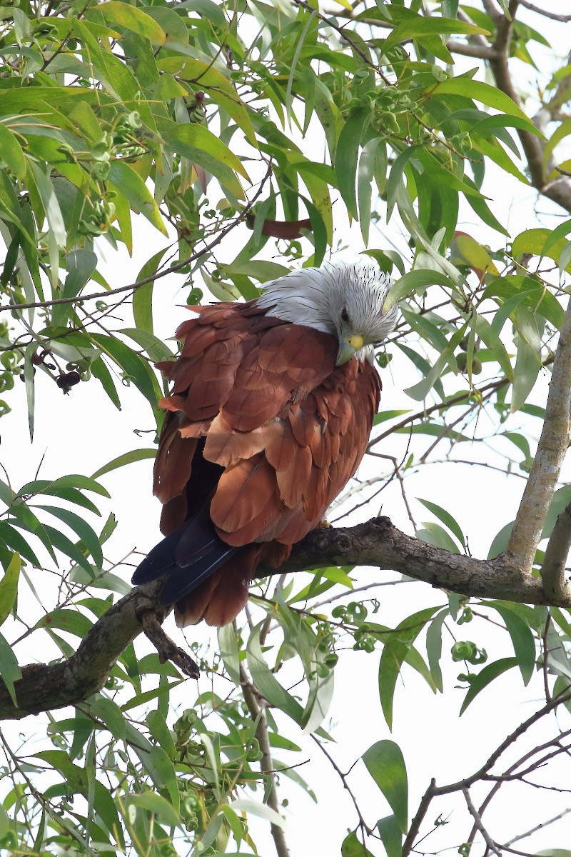 Brahminy Kite - ML624022449