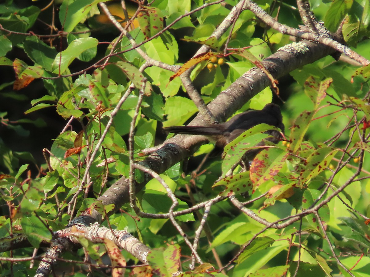 Gray Catbird - Joshua Jarvis