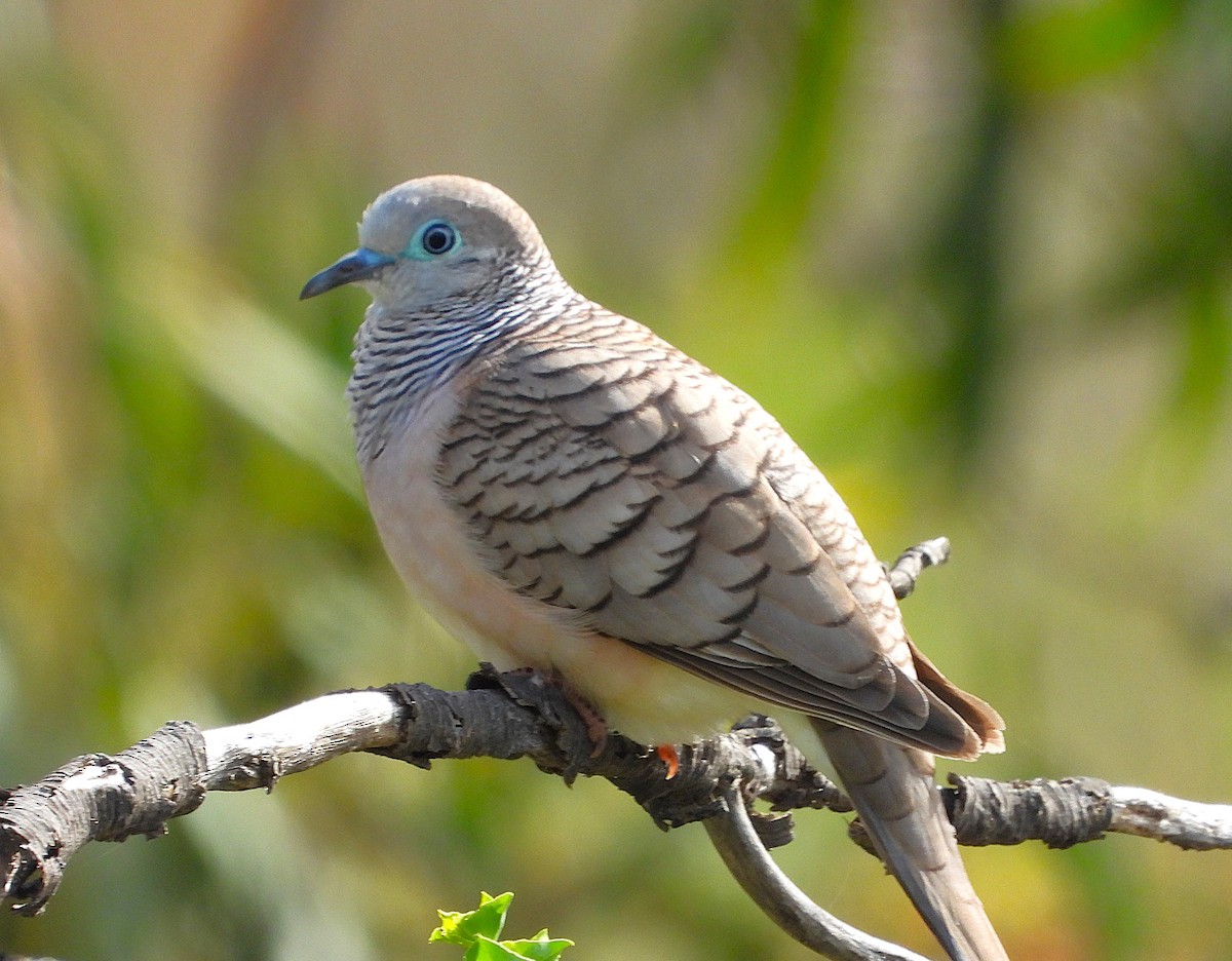 Peaceful Dove - Gordon Rich