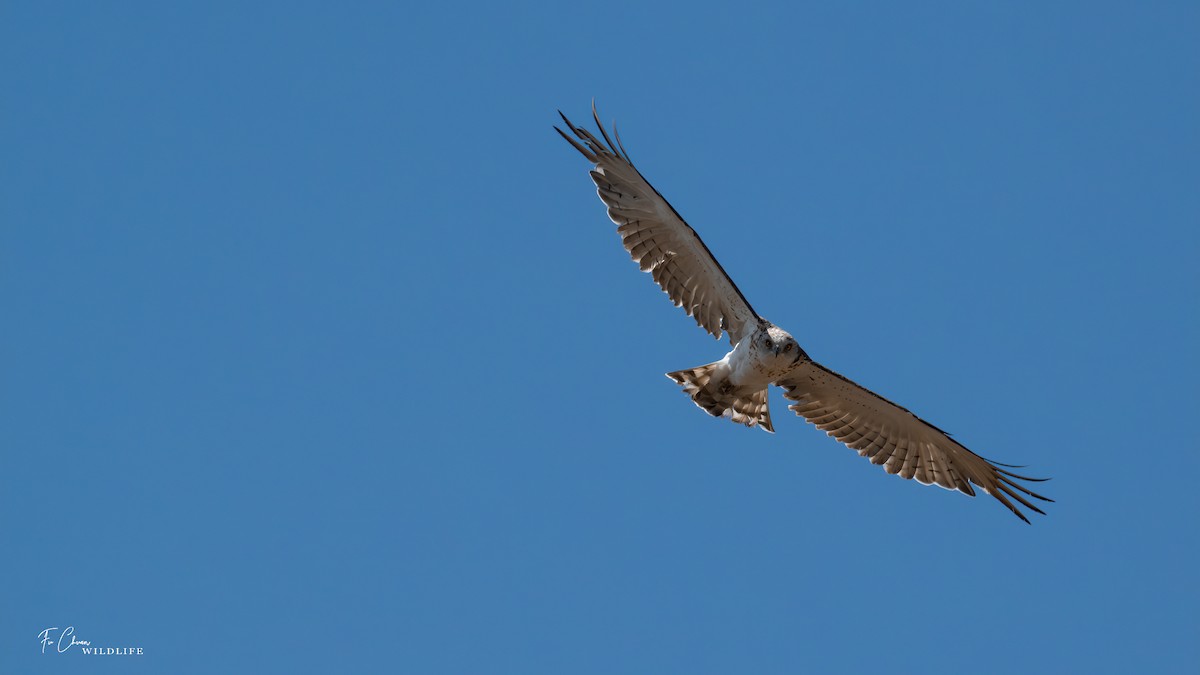 Short-toed Snake-Eagle - ML624022504