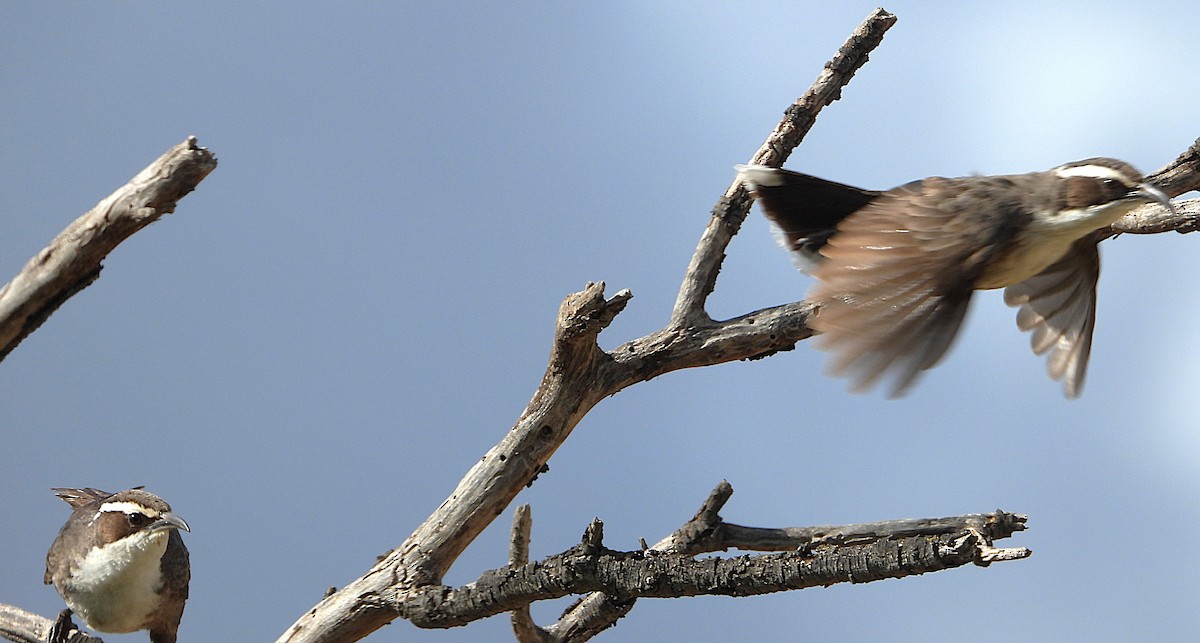 White-browed Babbler - ML624022505