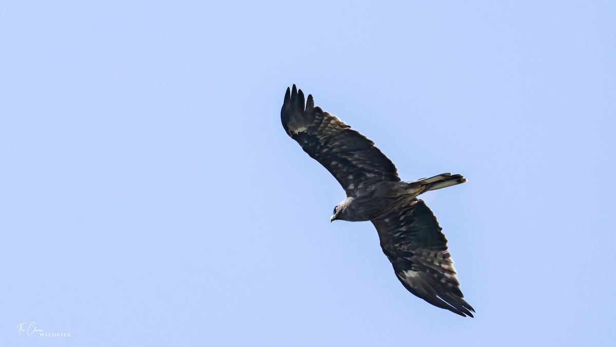 Booted Eagle - ML624022507