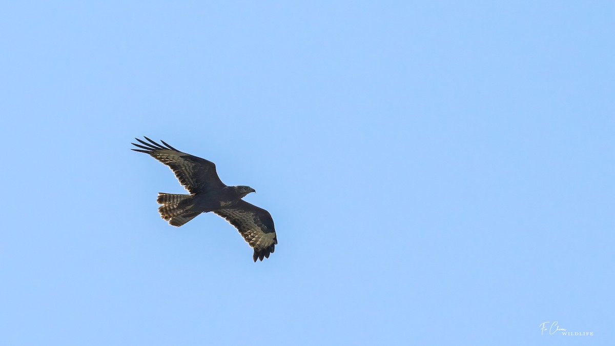 Common Buzzard - ML624022515