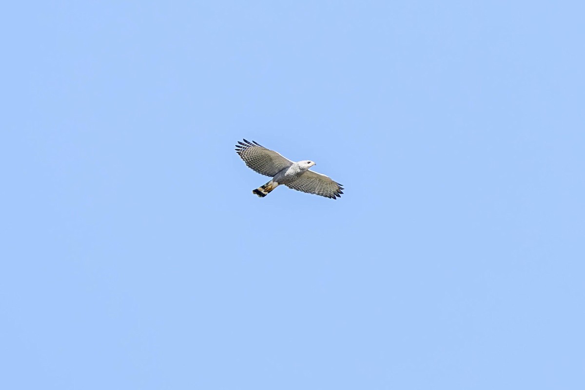 Gray-lined Hawk - ML624022528