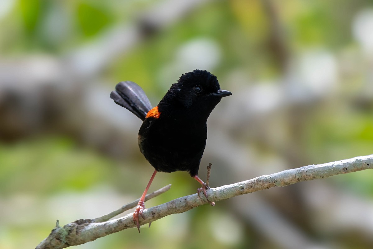 Red-backed Fairywren - ML624022550