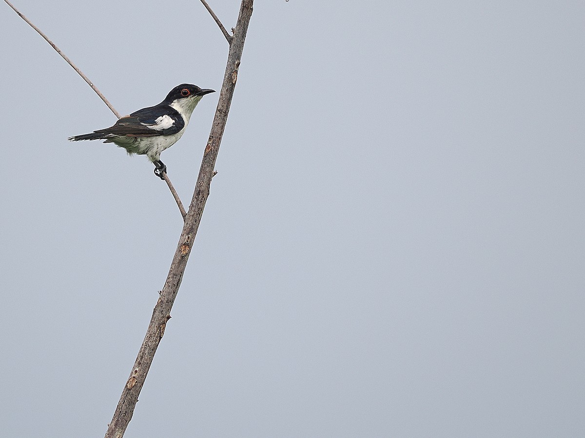 Little Bronze-Cuckoo (Pied) - ML624022575