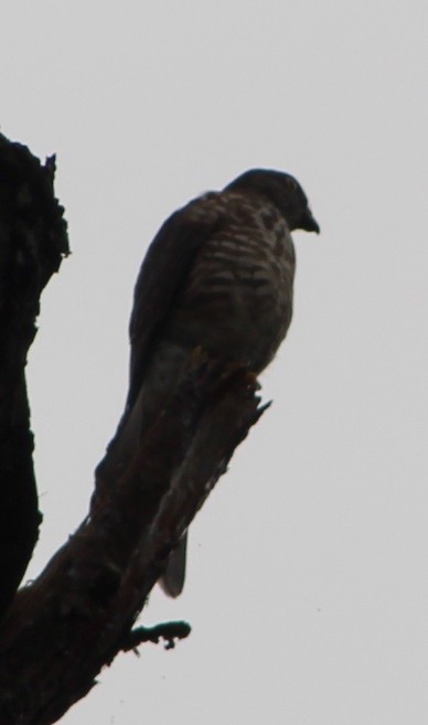 hawk sp. - Wally Birder