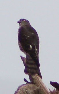 hawk sp. - Wally Birder