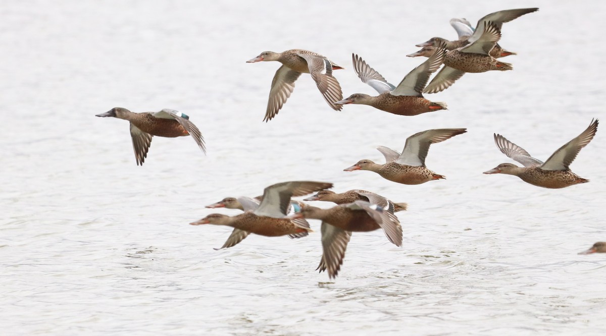 Northern Shoveler - ML624022594