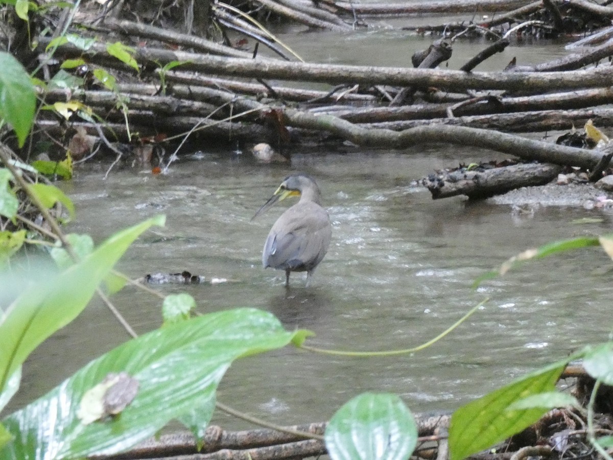 Bare-throated Tiger-Heron - ML624022595