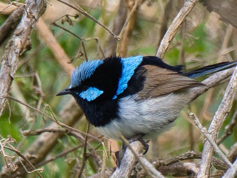 Superb Fairywren - ML624022606