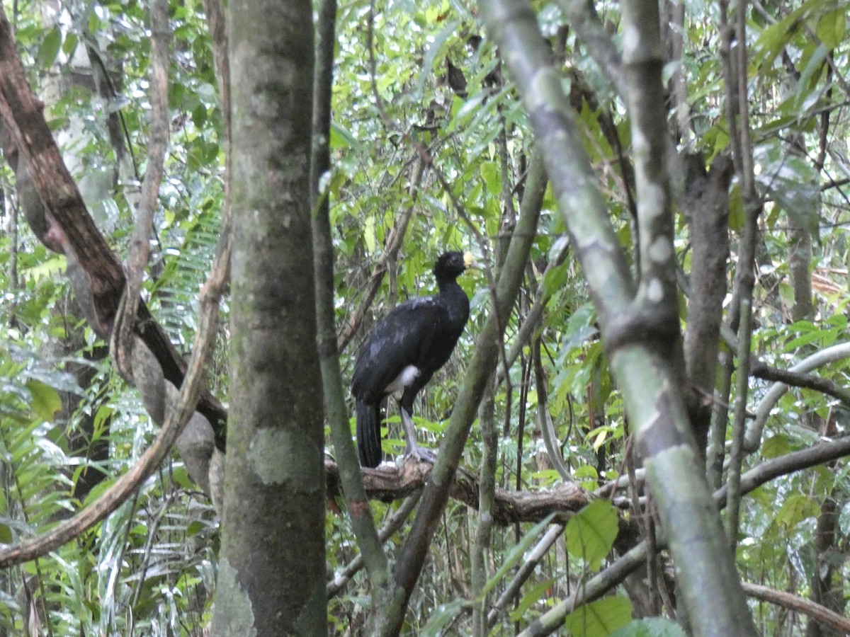 Great Curassow - ML624022610