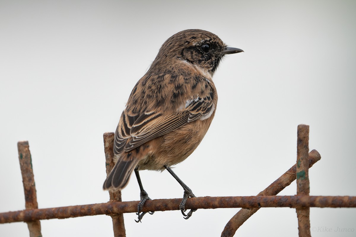 European Stonechat - ML624022626