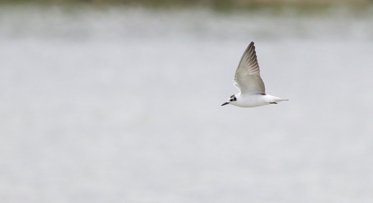 White-winged Tern - ML624022633