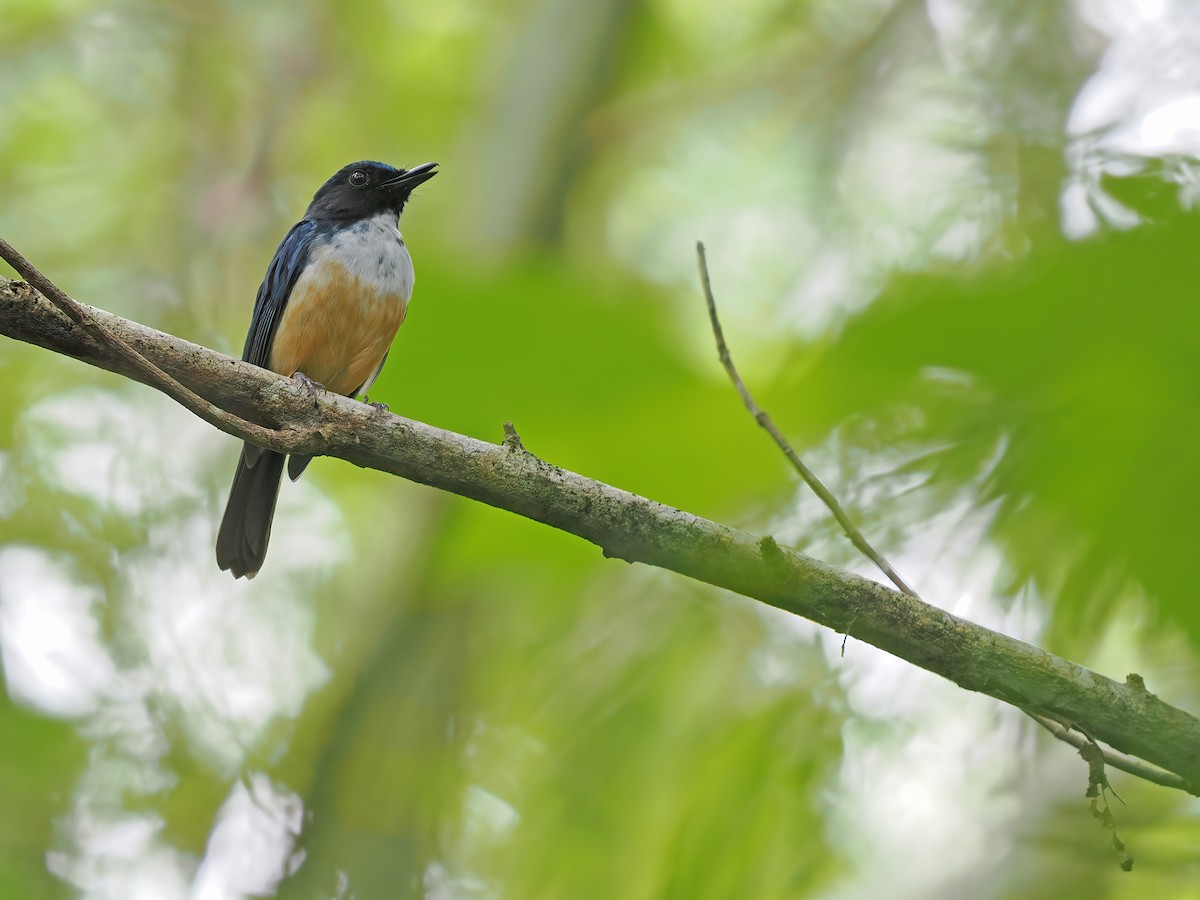 Kalao Blue Flycatcher - James Eaton