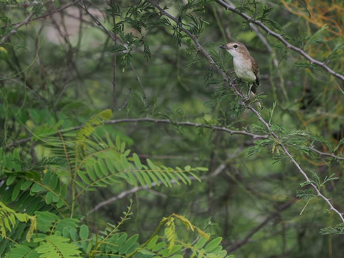 Yellow-throated Whistler (Banda Sea) - ML624022652