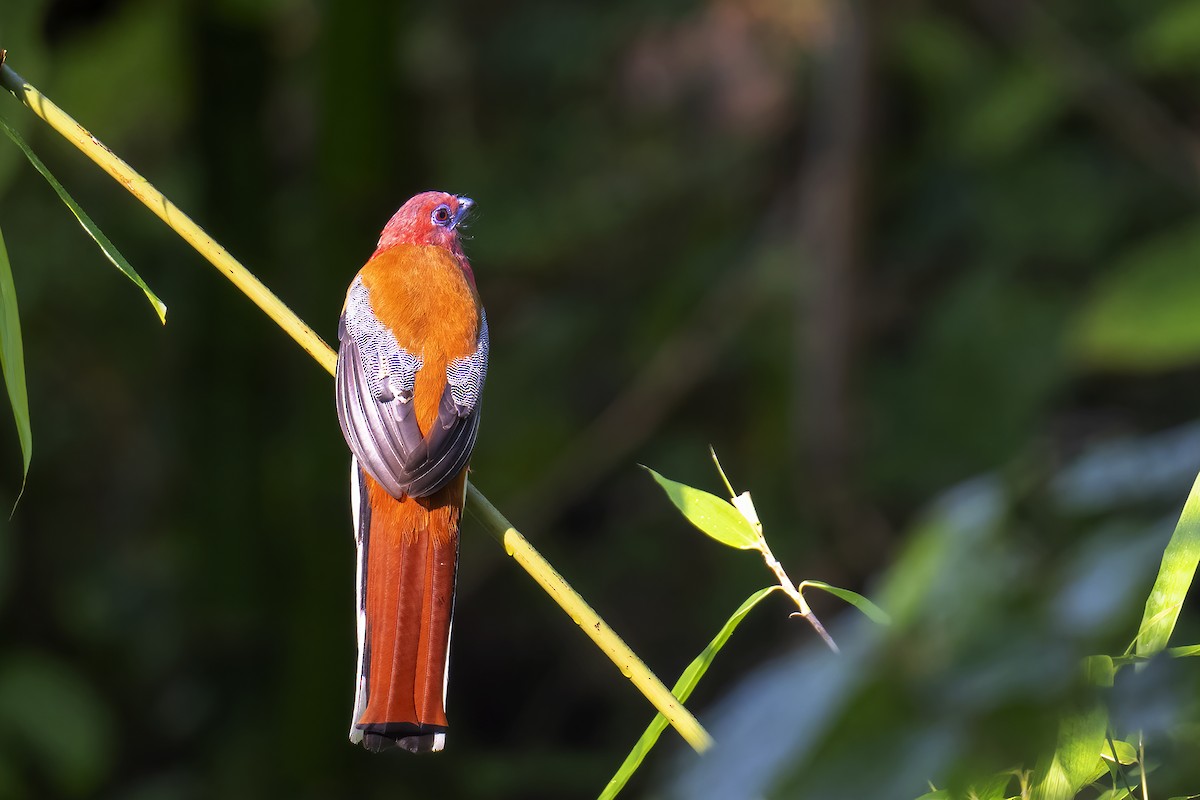 Red-headed Trogon - ML624022674