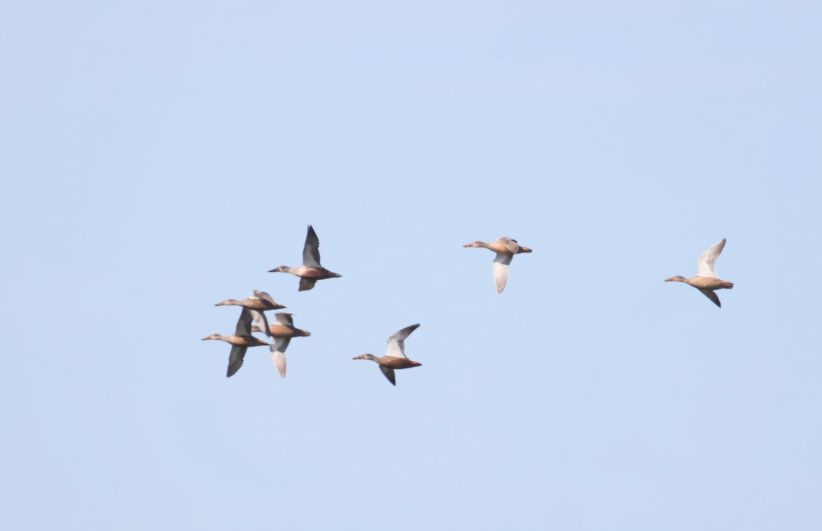 Northern Shoveler - ML624022675