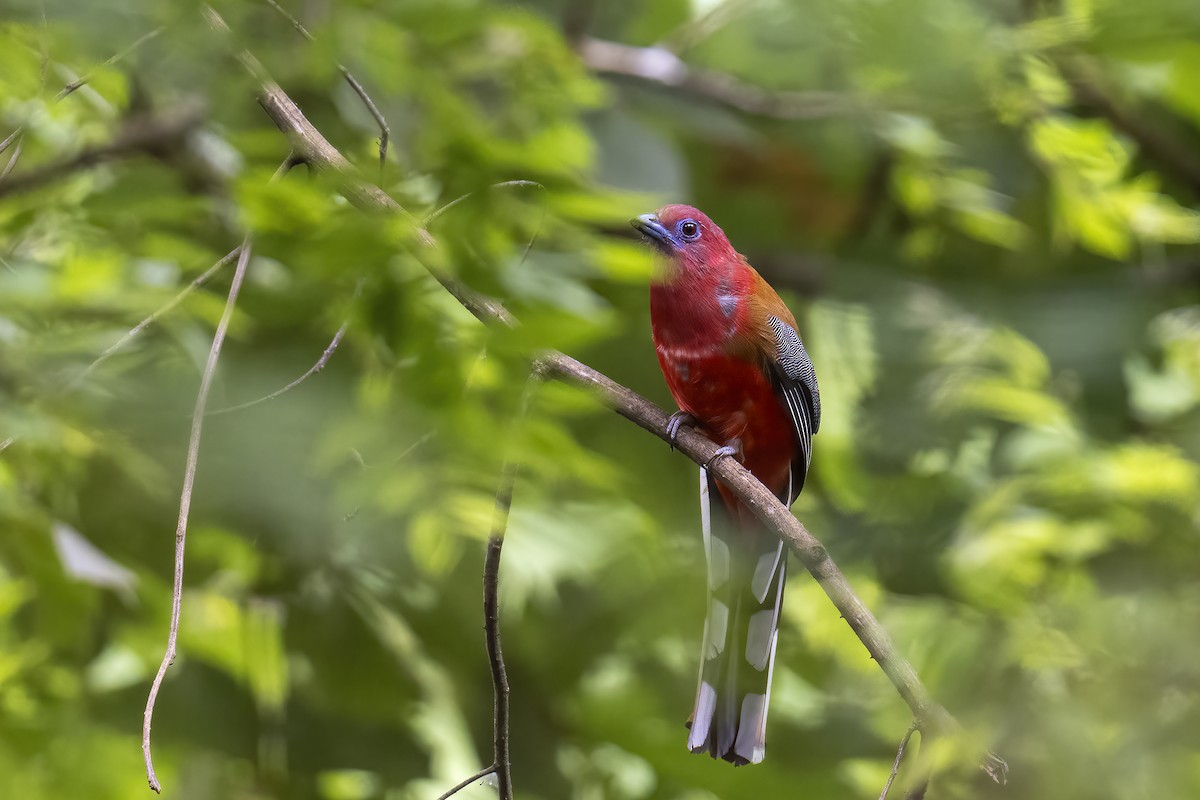 Red-headed Trogon - ML624022681