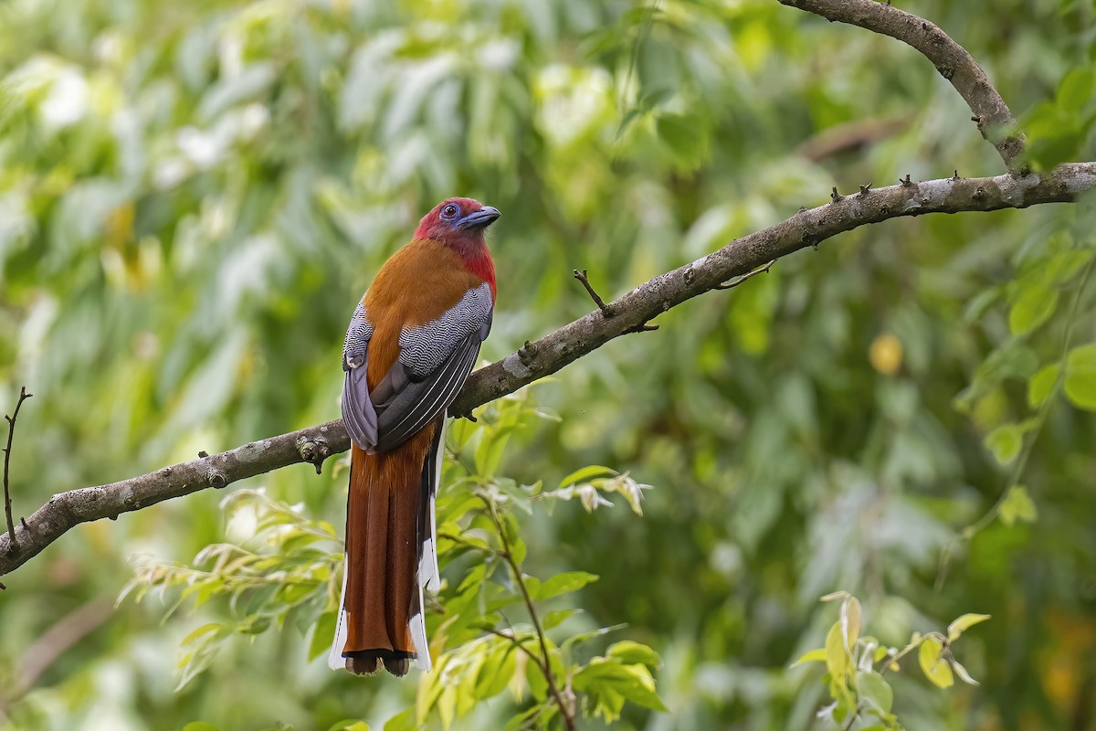 Red-headed Trogon - ML624022682