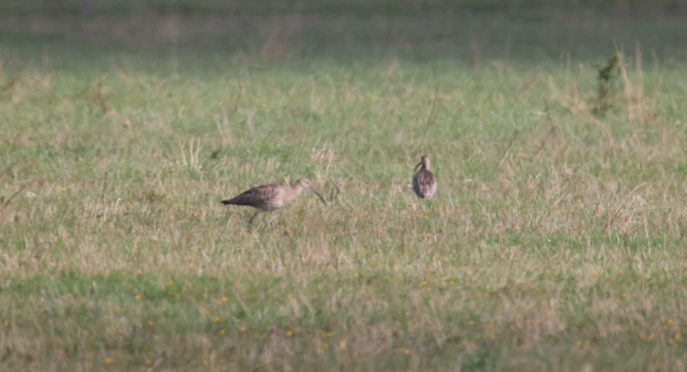 Eurasian Curlew - ML624022685