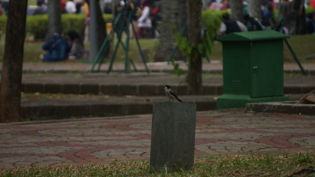 Sooty-headed Bulbul - ML624022689