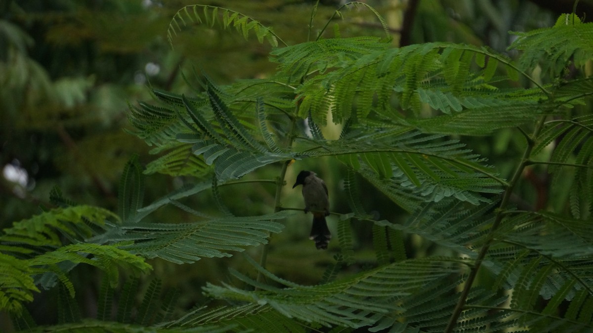 Sooty-headed Bulbul - ML624022690