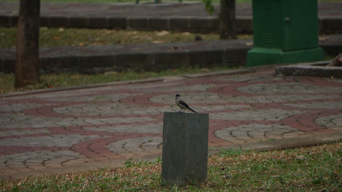 Sooty-headed Bulbul - ML624022691