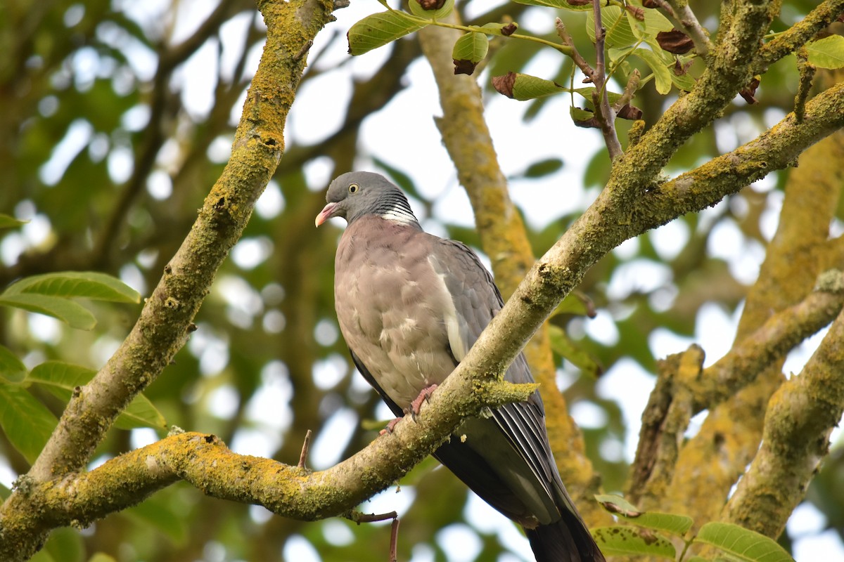 Common Wood-Pigeon - Bill Tweit