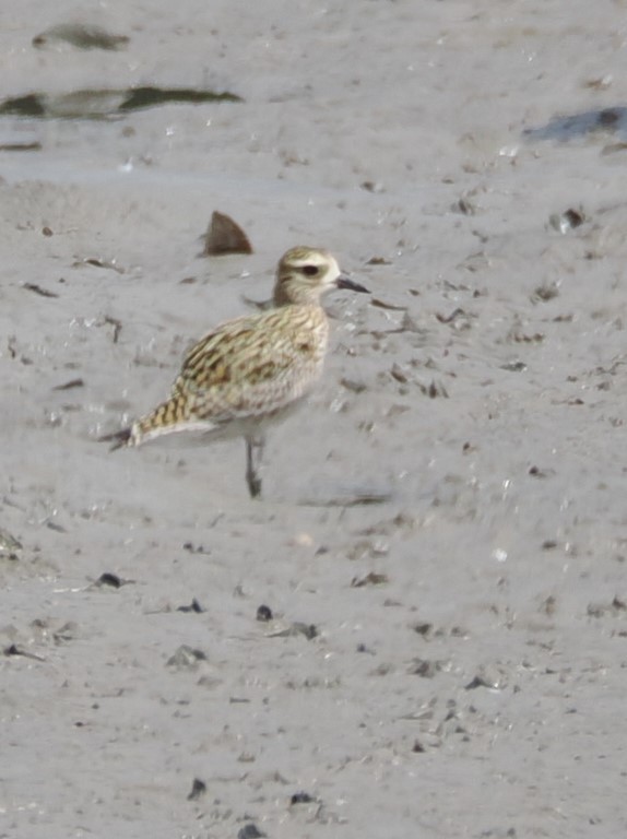 Chorlito Dorado Siberiano - ML624022750