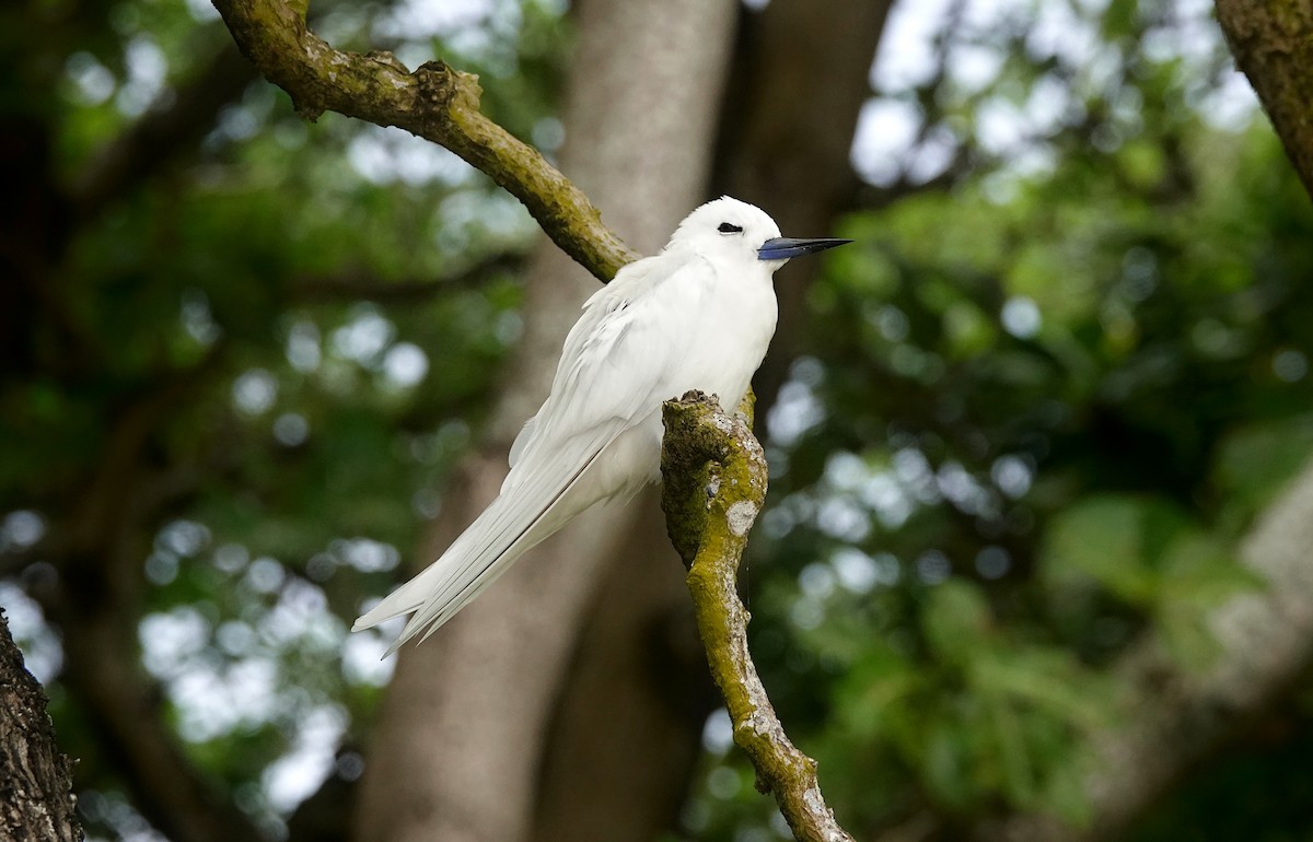 White Tern - ML624022760