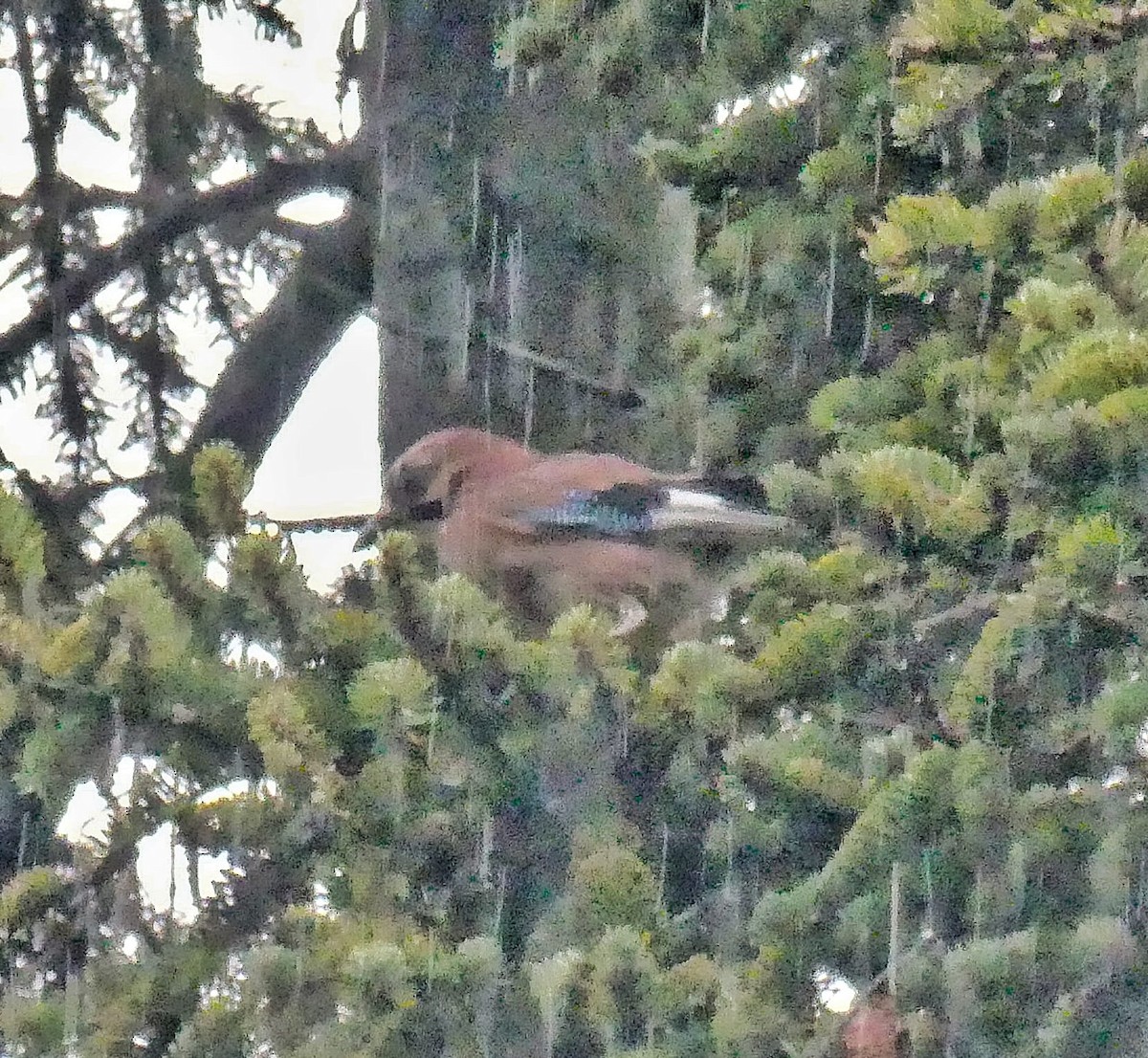 Eurasian Jay - ML624022773