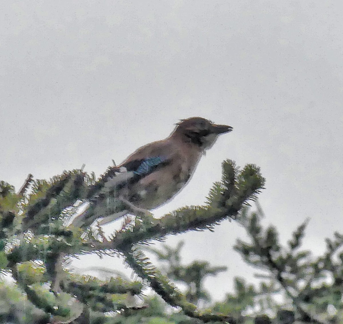 Eurasian Jay - ML624022775