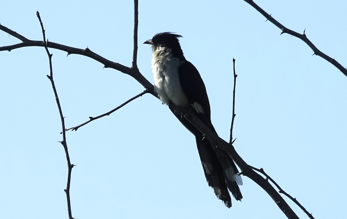 Pied Cuckoo - Martin Brookes