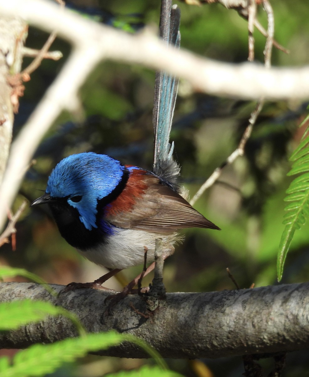 Variegated Fairywren - ML624022790