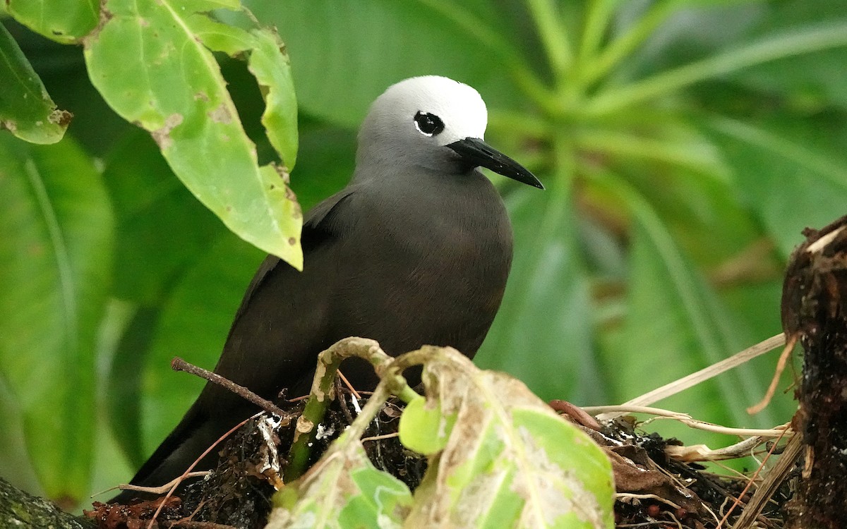 Lesser Noddy - ML624022795